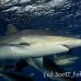 shark_silky_far_jar_h_0316_cub1601.jpg